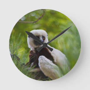 Coquerel-Sifaka im Wald 2 Runde Wanduhr