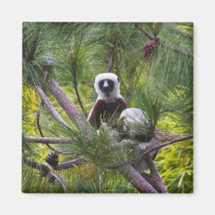 Coquerel-Sifaka im Wald Magnet