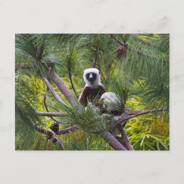 Coquerel-Sifaka im Wald Postkarte (Vorderseite)