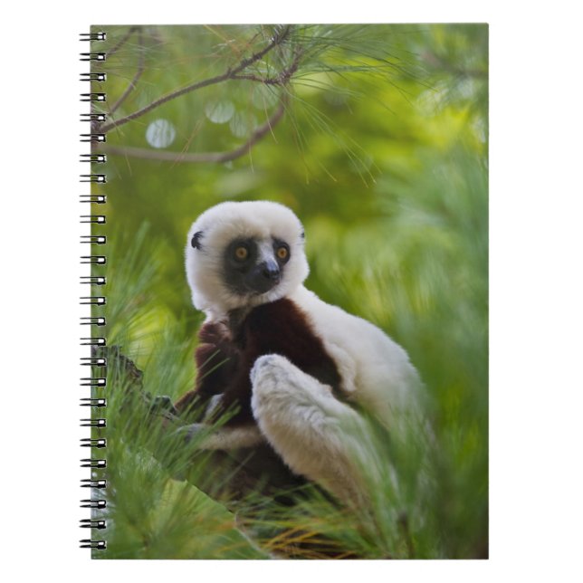 Coquerels Sifaka im Wald 2 Notizblock (Vorderseite)