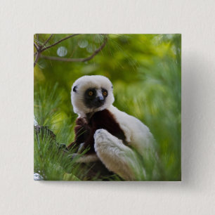 Coquerel's Sifaka in the forest 2 Button