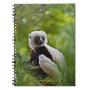 Coquerel's Sifaka in the forest 2 Notizblock