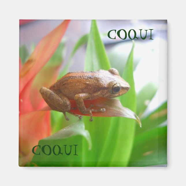 COQUI MAGNET (Vorne)