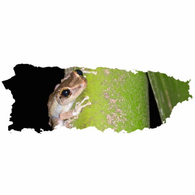 Coqui Skulptur-Schlüsselanhänger Fotoskulptur Schlüsselanhänger (Vorne)