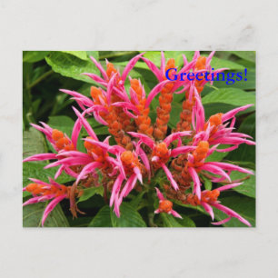 Coral Aphelandra Postcard Postkarte