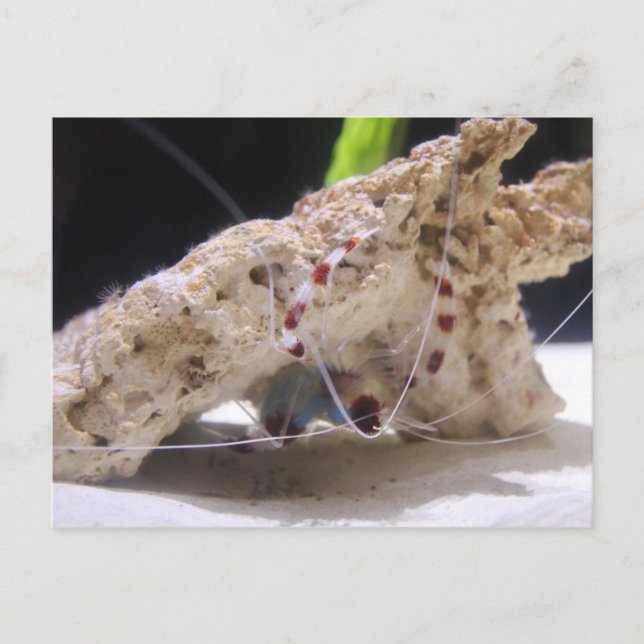 Coral Banded Shrimp Postkarte (Vorderseite)