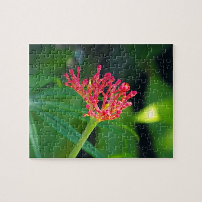 Coral Bush in Blüte Puzzle (Horizontal)