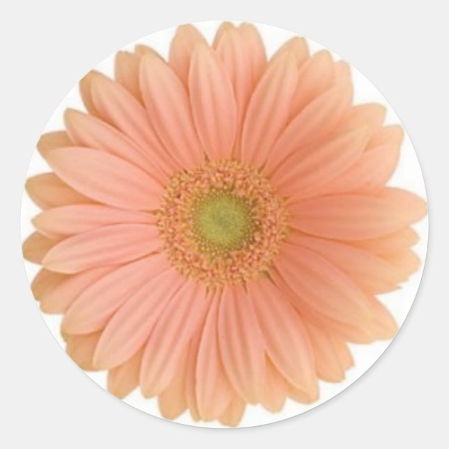 Coral Gerbera Daisy Sticker (Vorderseite)