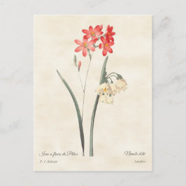 Coral Pink Ixia Vintag botanisch Postkarte