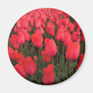 Coral Pink Tulips Magnet