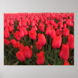 Coral Pink Tulips Poster
