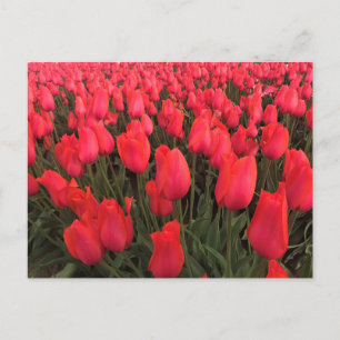 Coral Pink Tulips Postkarte
