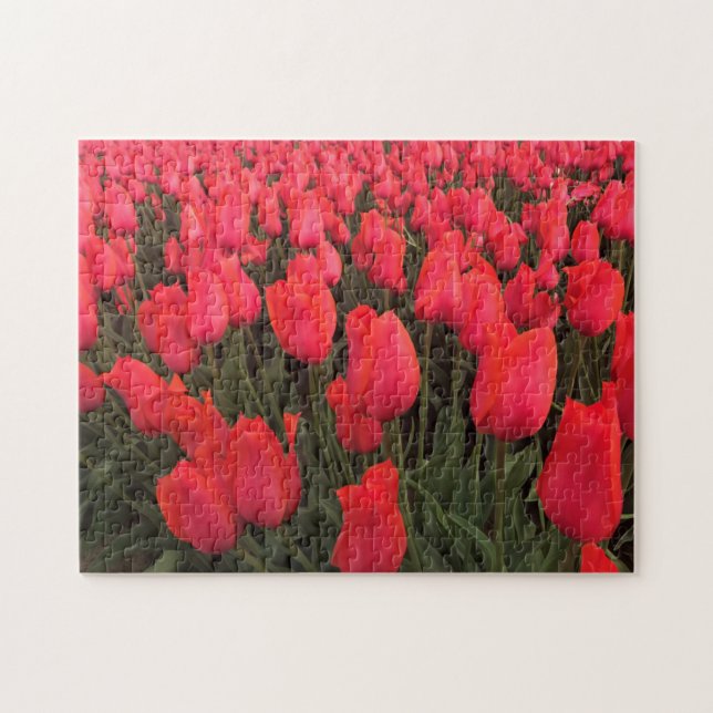 Coral Pink Tulips Puzzle (Horizontal)