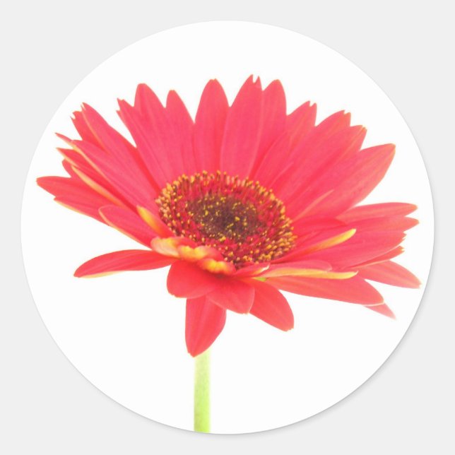 Coral Red Gerbera Daisy Stickers (Vorderseite)