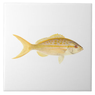 Coral Reef Fish - Yellowtail Snapper Fliese