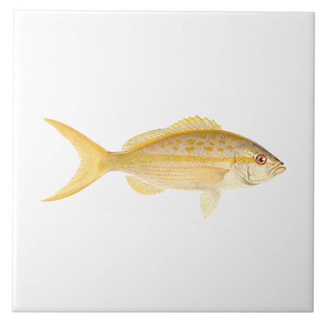 Coral Reef Fish - Yellowtail Snapper Fliese (Vorderseite)