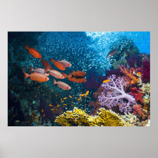 Coral Reef Landschaft | Großauge oder Goggle-Auge Poster