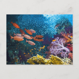 Coral Reef Landschaft   Großauge oder Goggle-Auge Postkarte