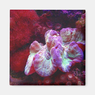 Coral Reef Magnet
