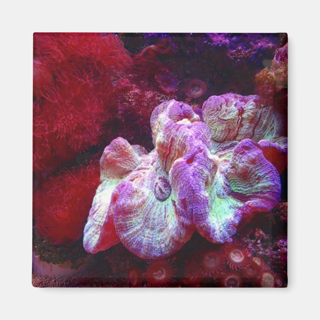 Coral Reef Magnet (Vorne)
