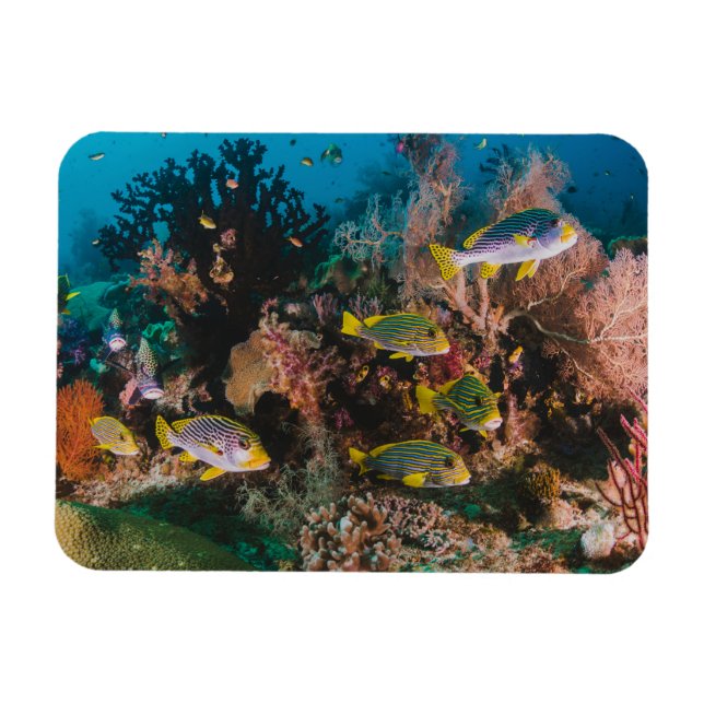 Coral Reef Magnet (Horizontal)