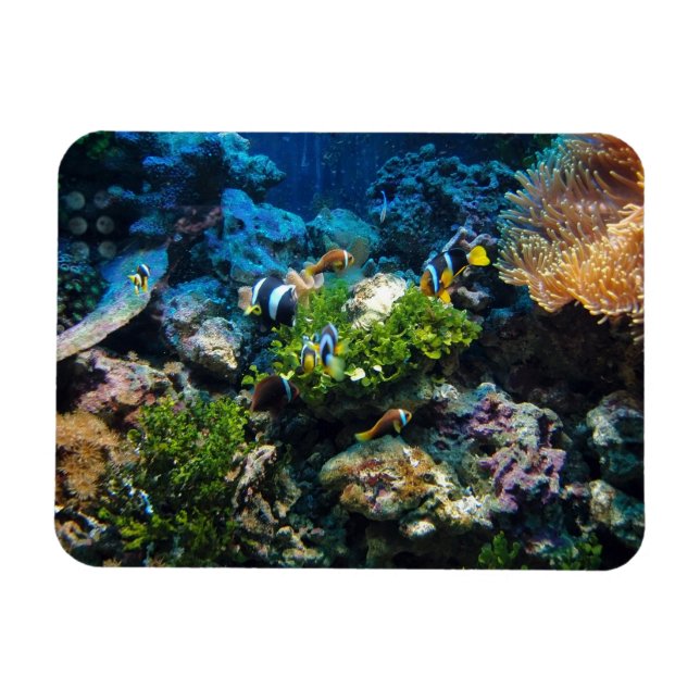 Coral Reef Magnet (Horizontal)