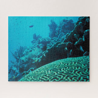Coral Reef Oasis Puzzle
