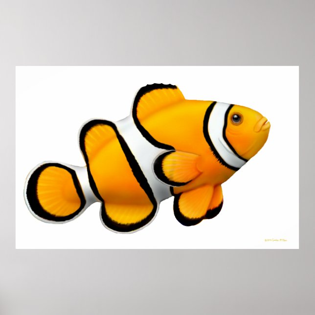 Coral Reef Percula Clownfish Poster (Vorne)