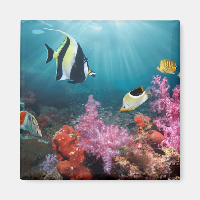 Coral Reef Scenery Moorish Idol Magnet (Vorne)