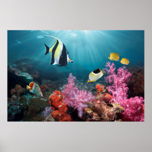 Coral Reef Scenery Moorish Idol Poster