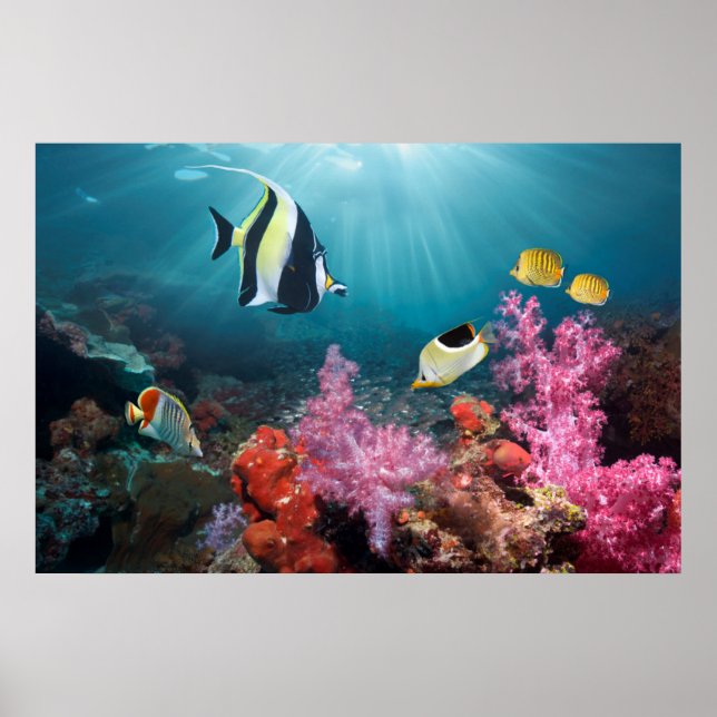 Coral Reef Scenery Moorish Idol Poster (Vorne)