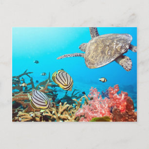 Coral Reef Turtle Naturescape Postkarte