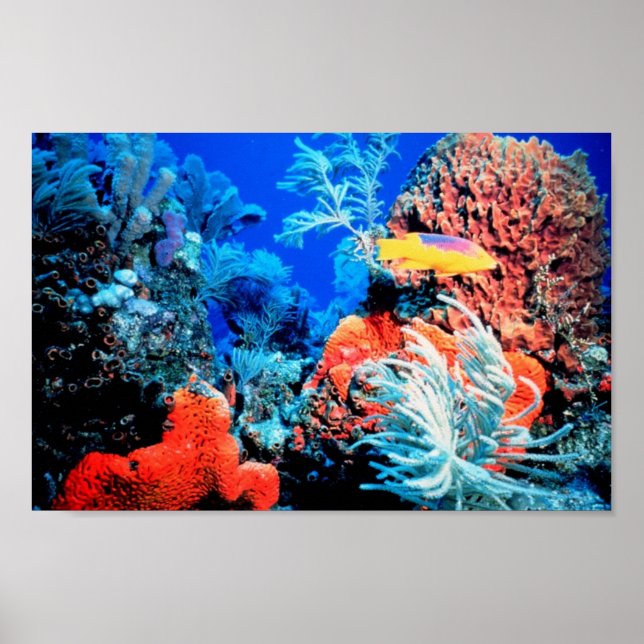Coral Reef World Poster (Vorne)