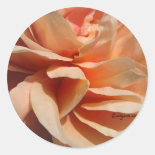 Coral Rose Wedding Umschlag Aufkleber