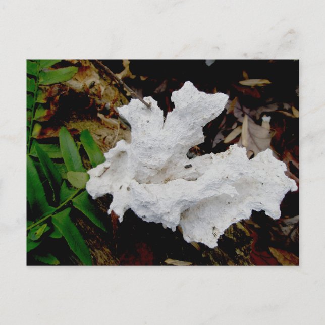 Coral Shelf Fungus Postkarte (Vorderseite)