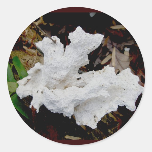 Coral Shelf Fungus Stickers (Vorderseite)