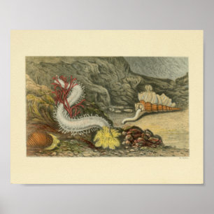 Coral Snails Meerestiere Art Print Poster