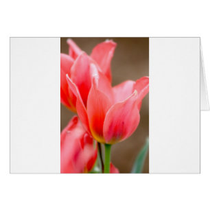 Coral Tulip