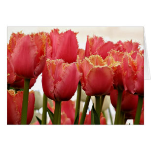 Coral Tulips Fotografie   florale Grußkarte