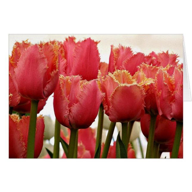 Coral Tulips Fotografie | florale Grußkarte (Vorderseite (Horizontal))