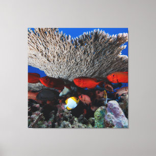 Coral und Fisch Wanddekor Leinwand Print