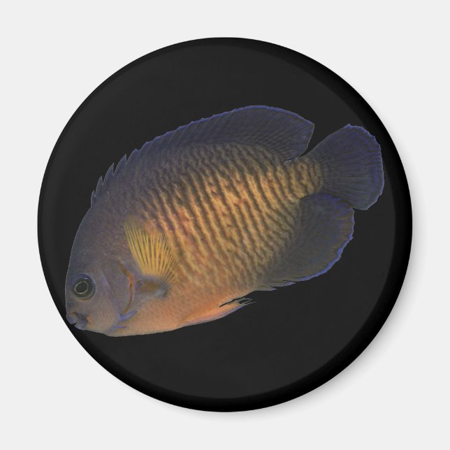 CoralBeauty Angelfish Magnet (Vorne)