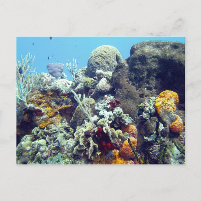 Corals Paradise Reef Cozumel Yucatan, Mexiko Postkarte (Vorderseite)