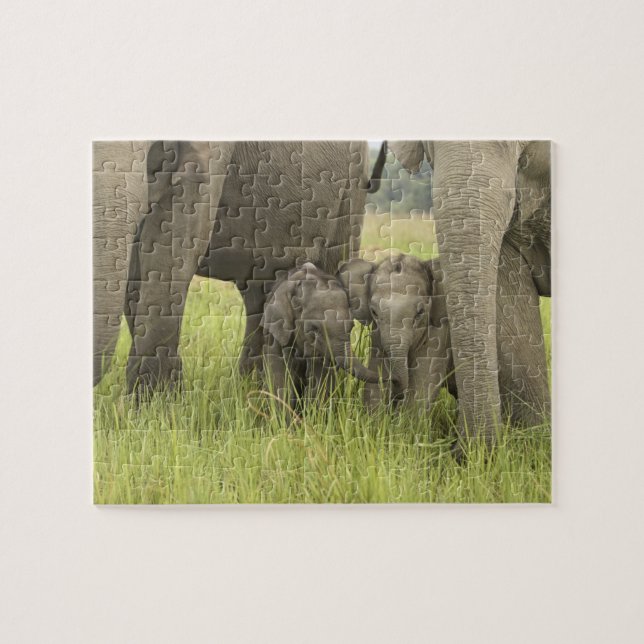 Corbett National Park, Uttaranchal, Indien. Puzzle (Horizontal)