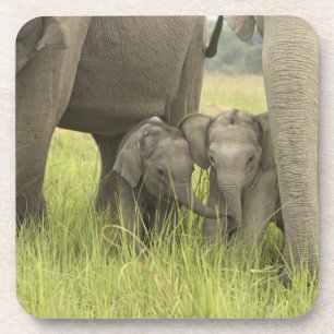 Corbett-Nationalpark, Uttaranchal, Indien. Getränkeuntersetzer