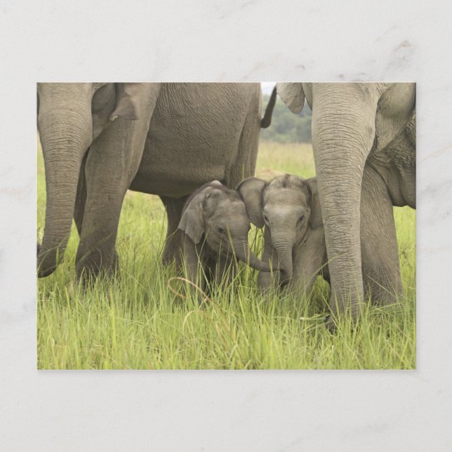 Corbett Nationalpark, Uttaranchal, Indien Postkarte (Vorderseite)