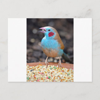 Cordon Bleu Finch Postkarte