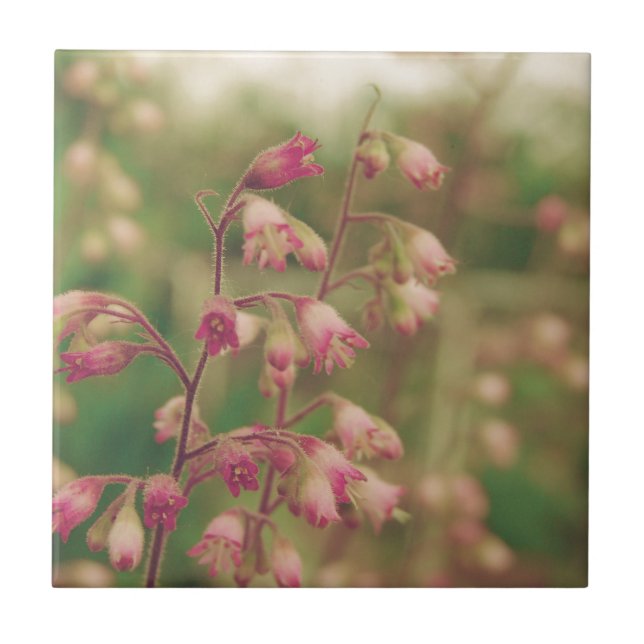 Corelbells, Frühlingsblumen Fliese (Vorderseite)