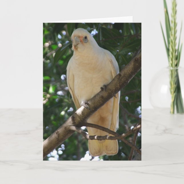 Corella Grußkarte Karte (Vorderseite)