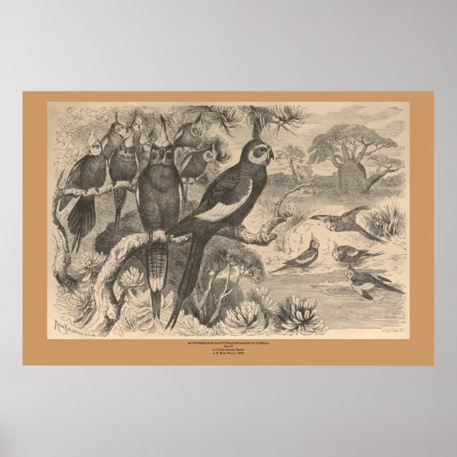 Corella Poster (Vorne)